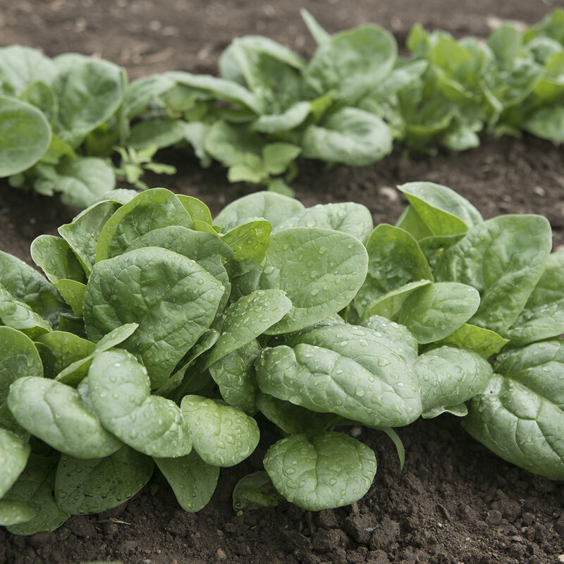 Seaside Spinach Seeds – Heat & Salt-Tolerant, Fast-Growing Greens