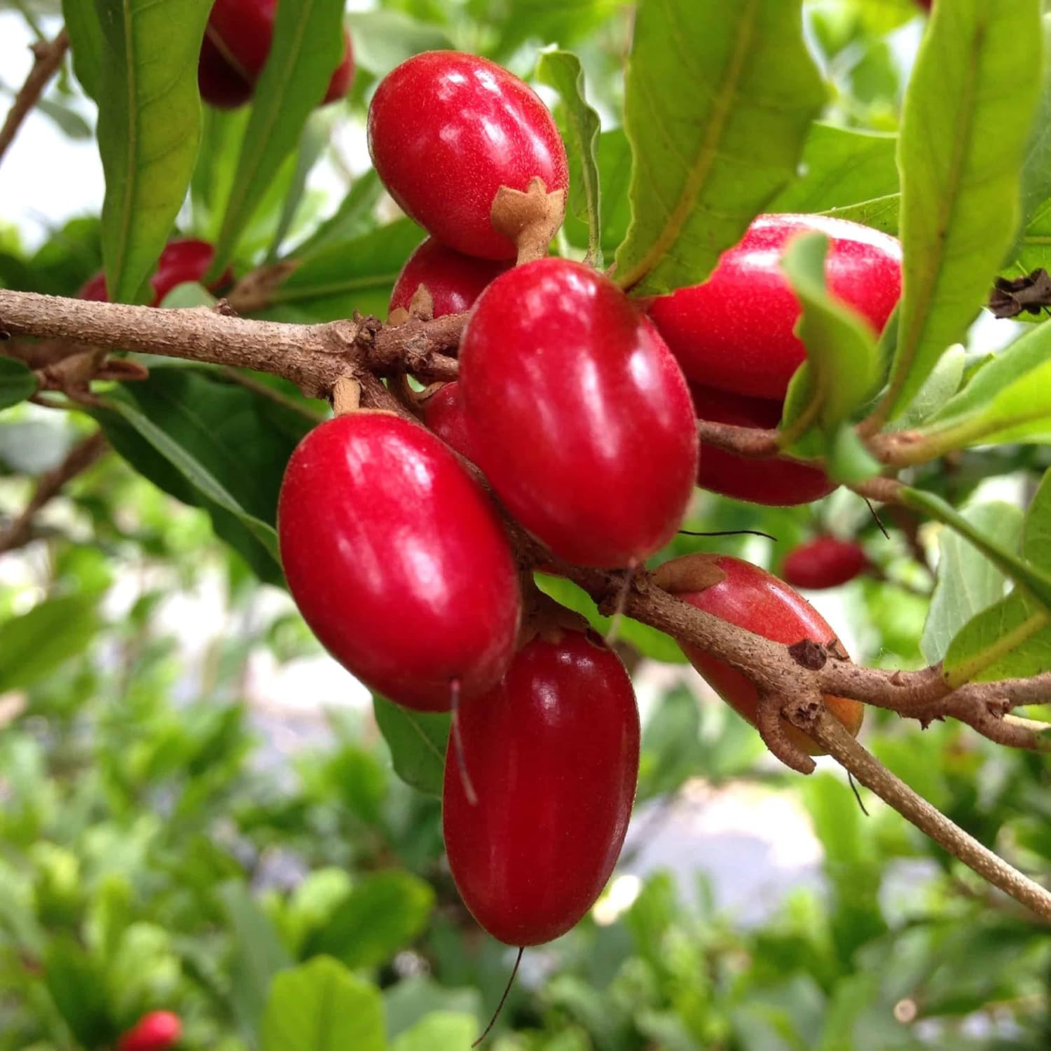 Synsepalum Dulcificum Seeds - Miracle Berry, Miracle Fruit Red Berries for Outdoor Growing - 30 Pcs