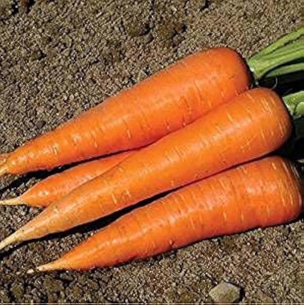 Shin Kuroda Carrot Seeds – Heirloom, Sweet & Juicy, High-Yield Variety