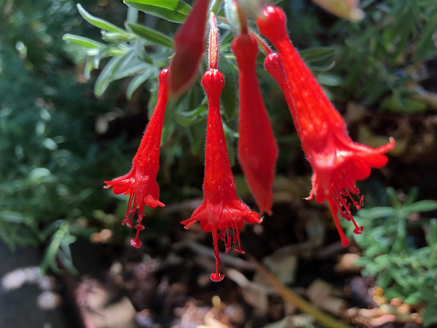 California Fuchsia Epilobium Canum - 30 Seeds