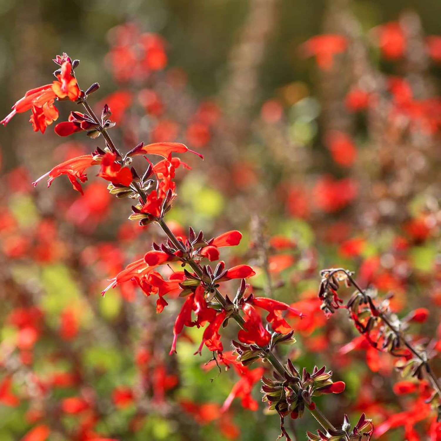 Pineapple Sage Seeds (Salvia Elegans) - Edible Leaves & Flowers, Attracts Hummingbirds, Fragrant, Perennial/Annual for Indoor/Outdoor Containers & Borders - 10 Pcs