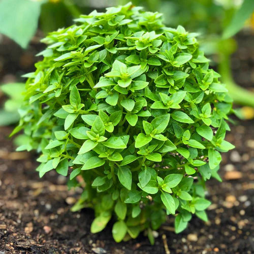 Spicy Globe Basil Seeds – Premium Heirloom Herb for Planting, Aromatic & Compact Culinary Basil – Buy Online