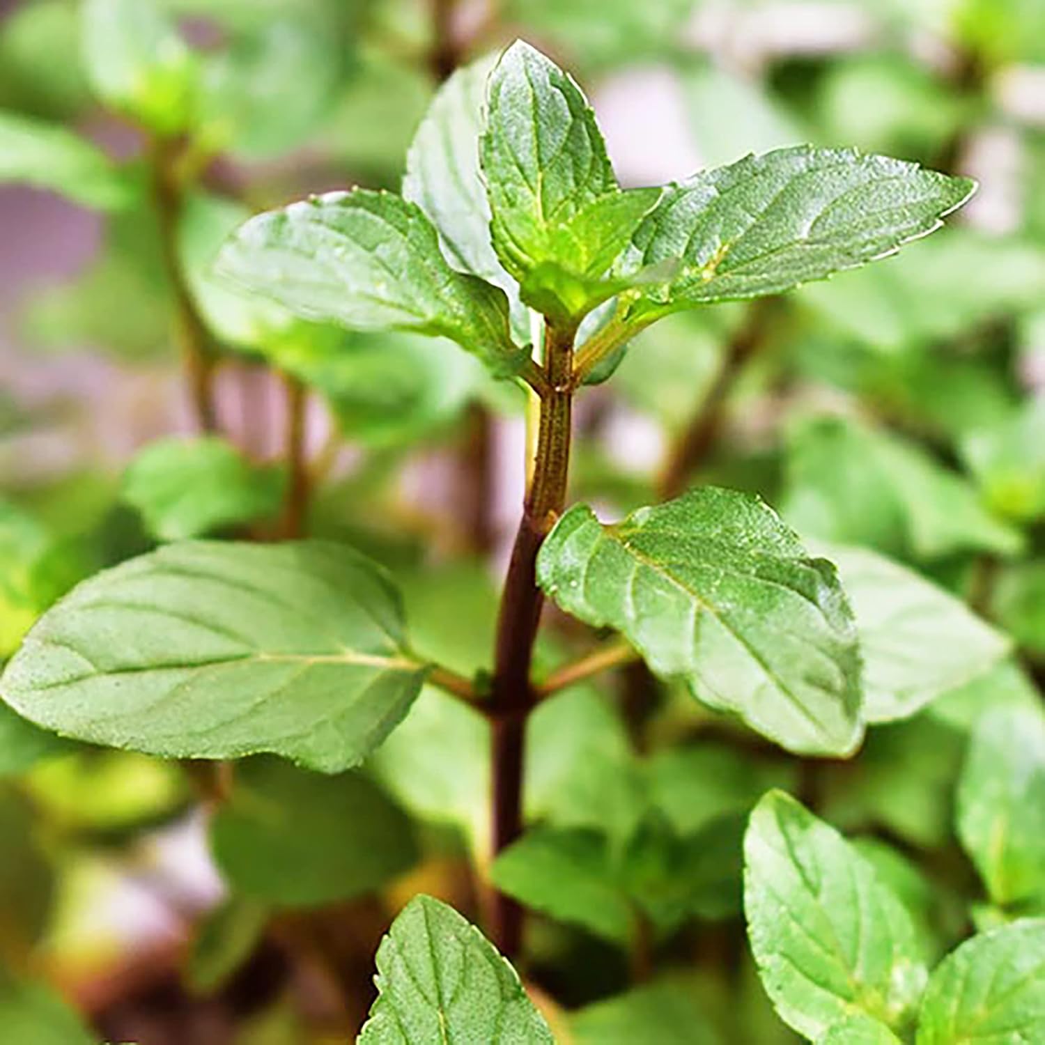 Graines de menthe chocolatée - Vivace, croissance rapide pour jardin en terrasse et en pot, 100 pièces