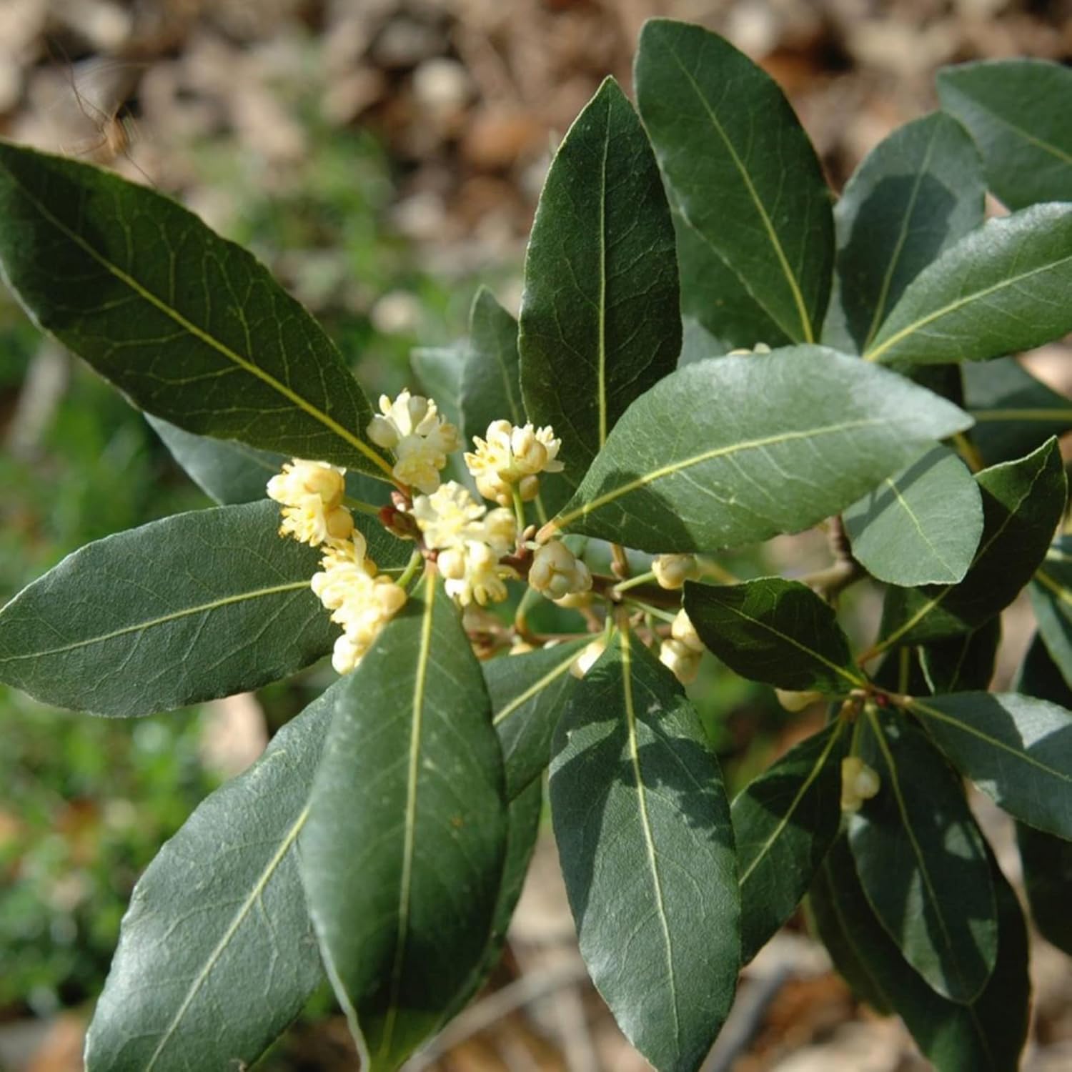 Lorbeersamen (Laurus Nobilis) - Duftender, immergrüner Baum oder Strauch für Gärten und Landschaften - 65 Stück