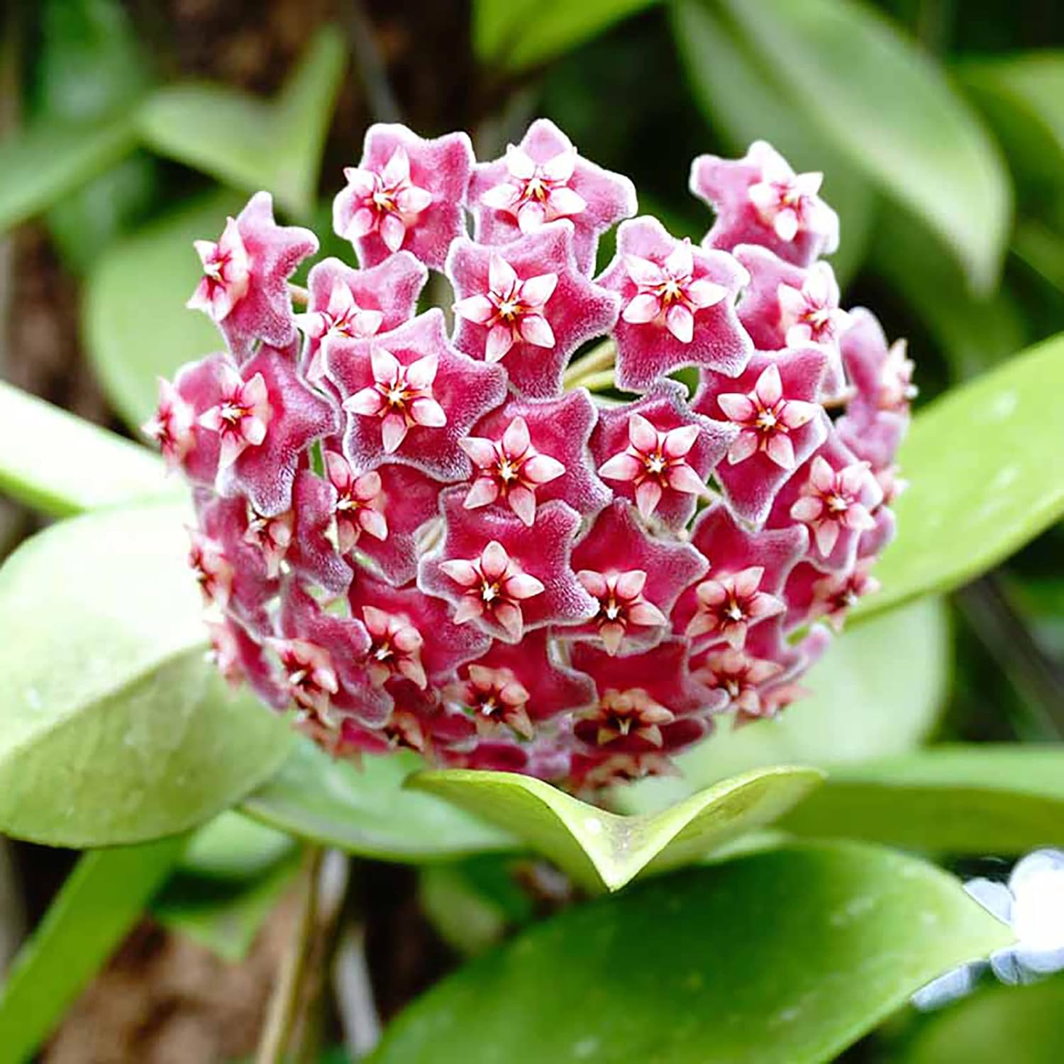 Hoya Carnosa Seeds (Wax Plant) - Attractive Waxy Foliage, Unique Growth Habit, Fragrant Star-Shaped Flowers, Low-Maintenance Houseplant for Hanging Basket - 100 Pieces