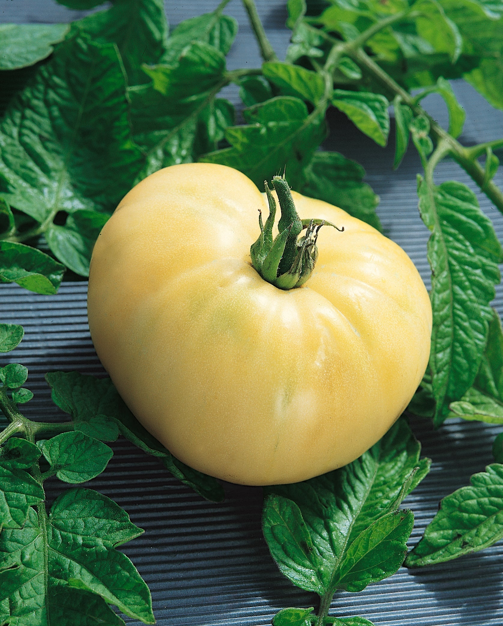 White Wonder Tomato Seeds – Heirloom, Sweet & Juicy - Grow Your Own Tomatoes