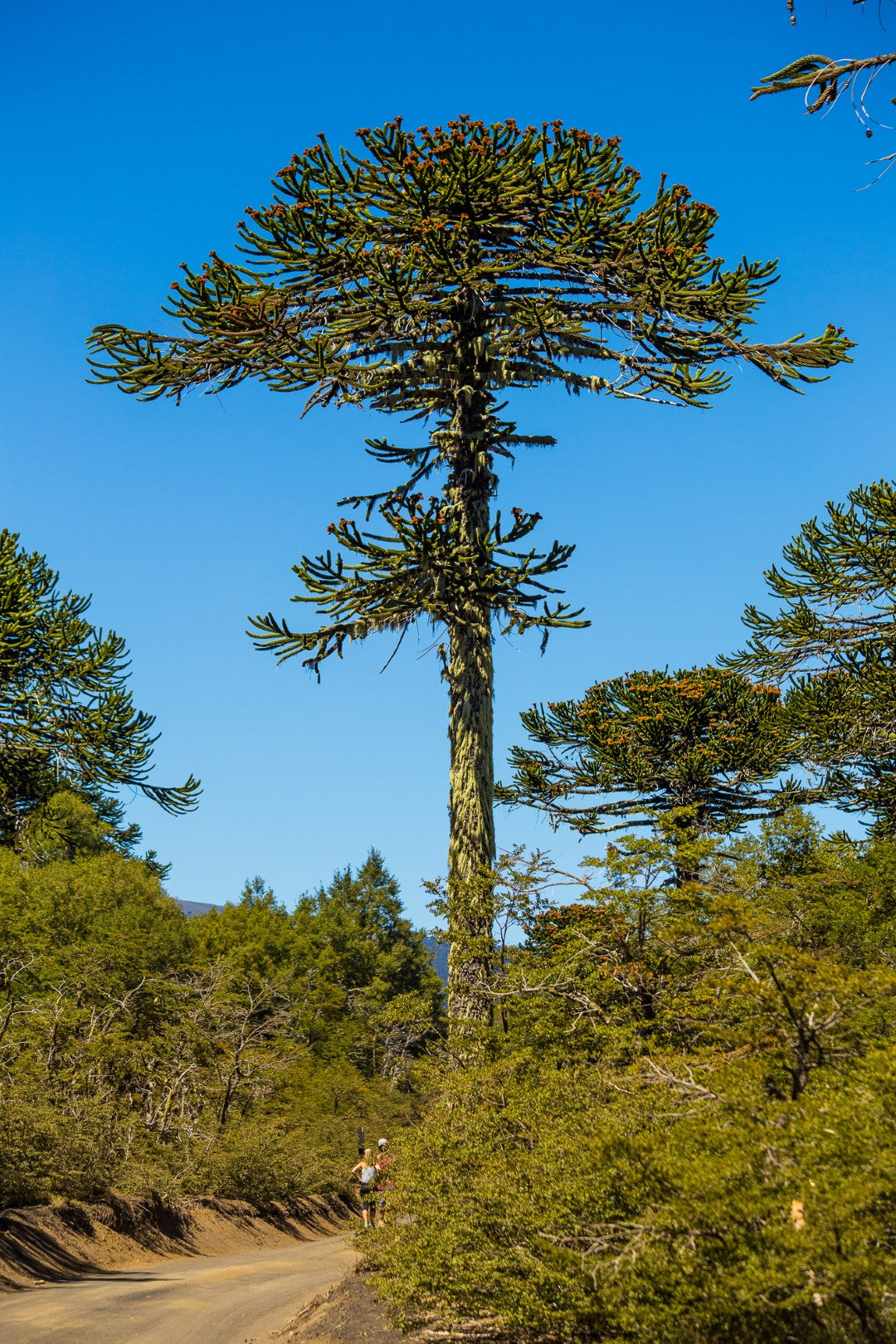 Araucaria Araucana-Samen zum Anpflanzen: Ihr Leitfaden zum Anbau und zur Pflege des ikonischen Araukarienbaums in Ihrem Garten