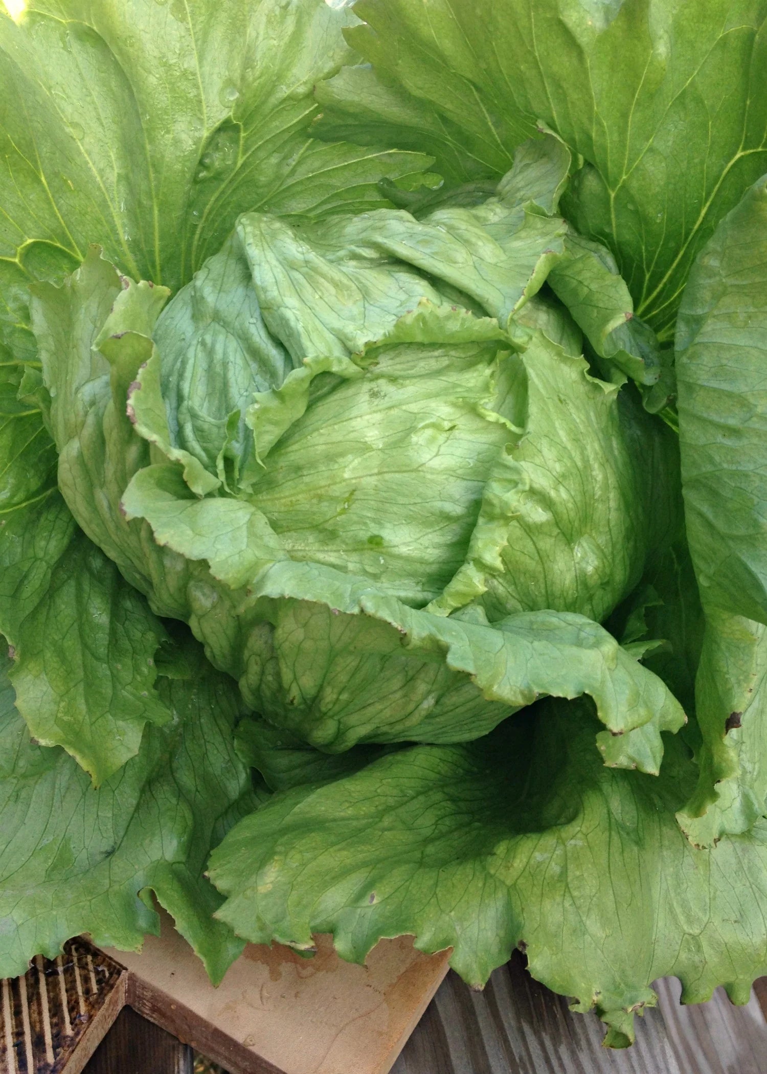 Summertime Lettuce Seeds - Fresh & Crisp Lettuce for Your Garden