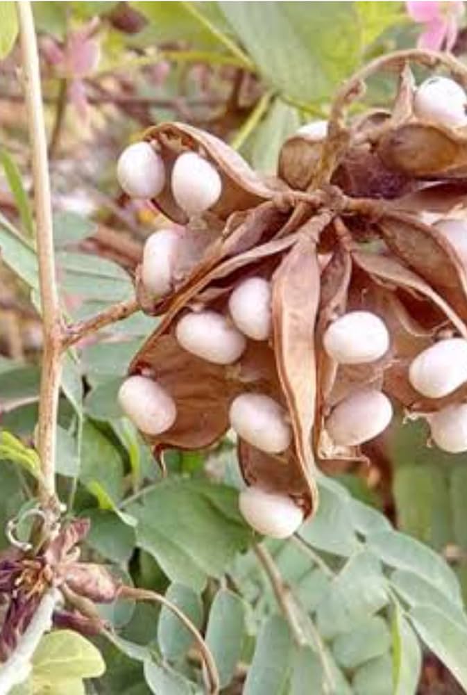 White Gunja Seeds for Planting, High-Quality Seeds for a Thriving Garden, Perfect Seeds for Your Home Garden