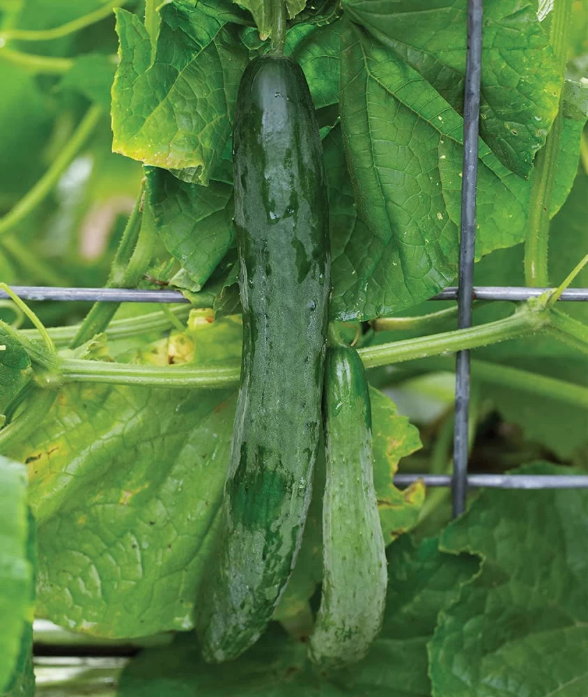 Sweet Success Cucumber Seeds – Seedless, High-Yield & Sweet Greenhouse Hybrid