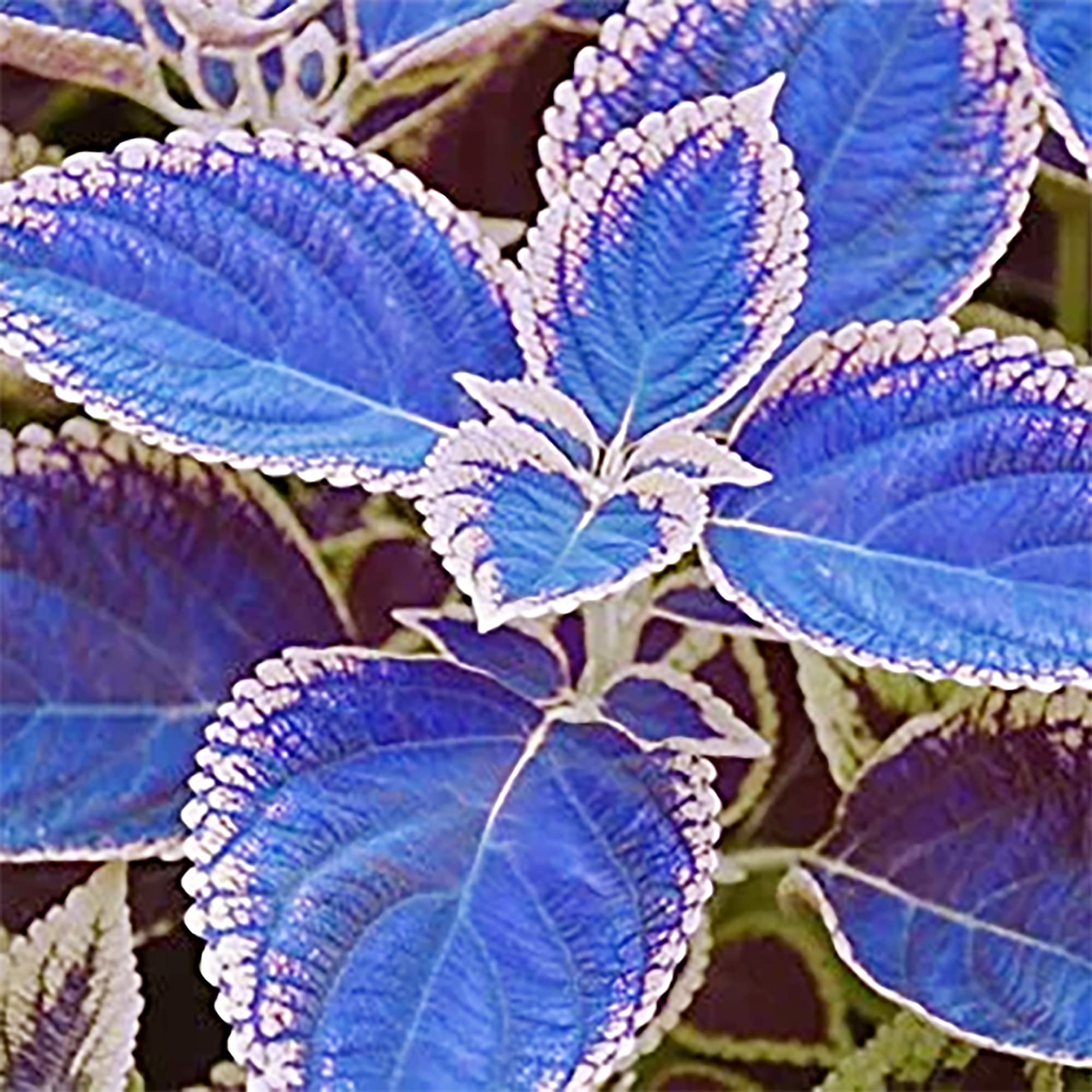 Graines de Coleus bleu-blanc - Annuelles, résistantes à la chaleur, attractives pour oiseaux et colibris pour plates-bandes, bordures, patios, conteneurs, intérieur et extérieur - 100 pièces