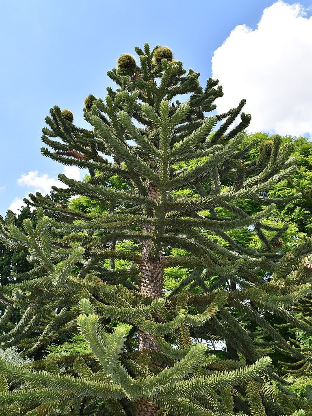 Araucaria Araucana-Samen zum Anpflanzen: Ihr Leitfaden zum Anbau und zur Pflege des ikonischen Araukarienbaums in Ihrem Garten