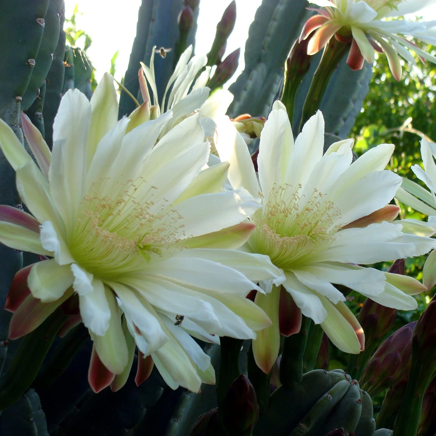 Night-Blooming Cereus Cactus Plant with Large, Fragrant White Flowers - Queen of The Night Seeds, 50 Pcs