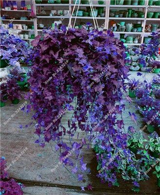 Purple Blue Wisteria Tree Seeds, Growing Wisteria from Seed, Climbing Plant Seeds, Wisteria Seed Collection