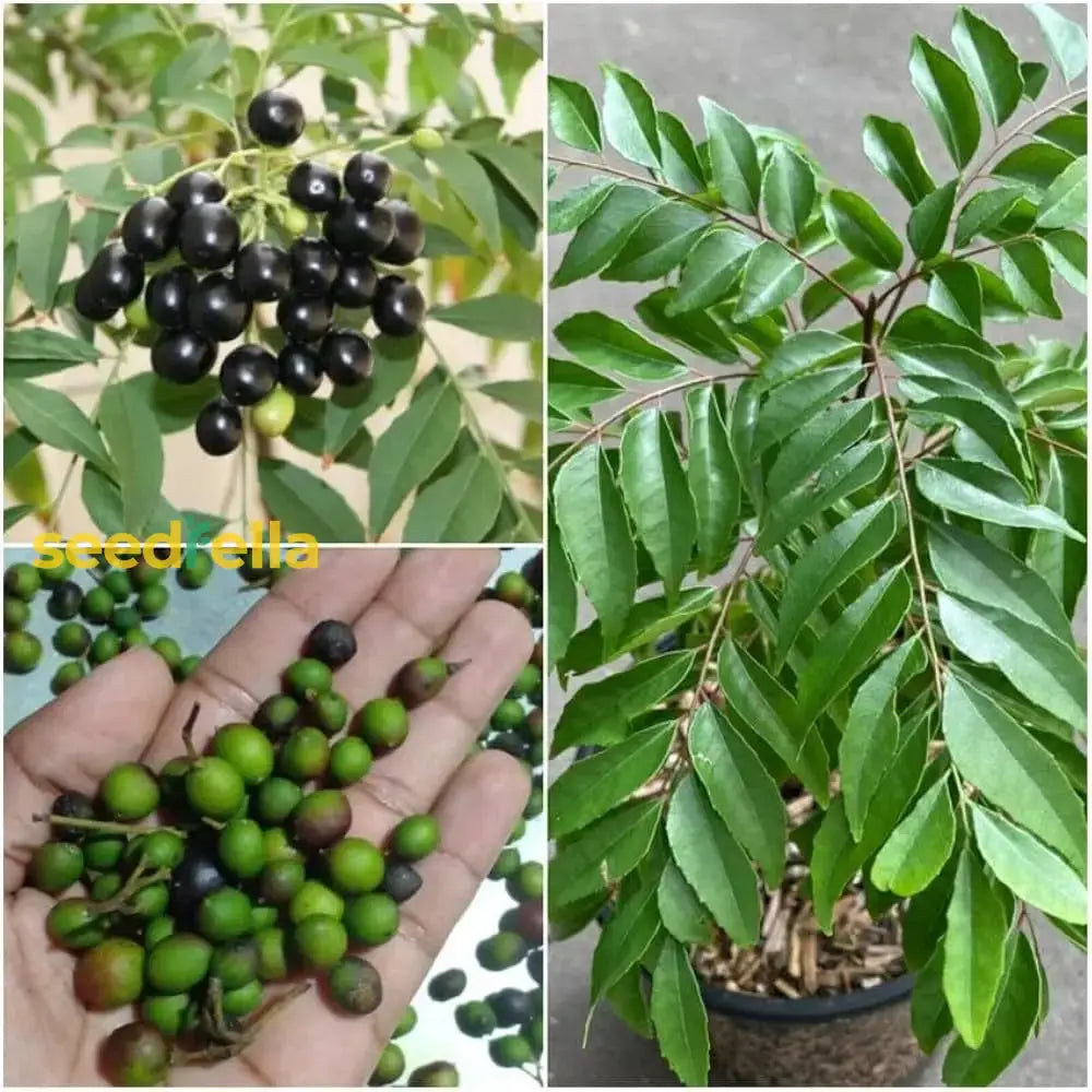 Regular Curry Leaf Seeds – Premium Murraya Koenigii Seeds for Planting | Fresh, Aromatic, Fast-Growing Herb for Home & Garden