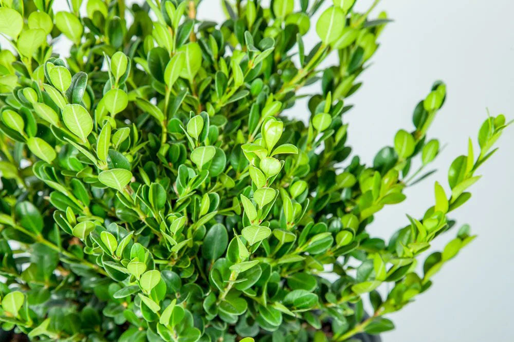 Wintergrüne japanische Buchsbaum-Heckensamen (Buxus microphylla)