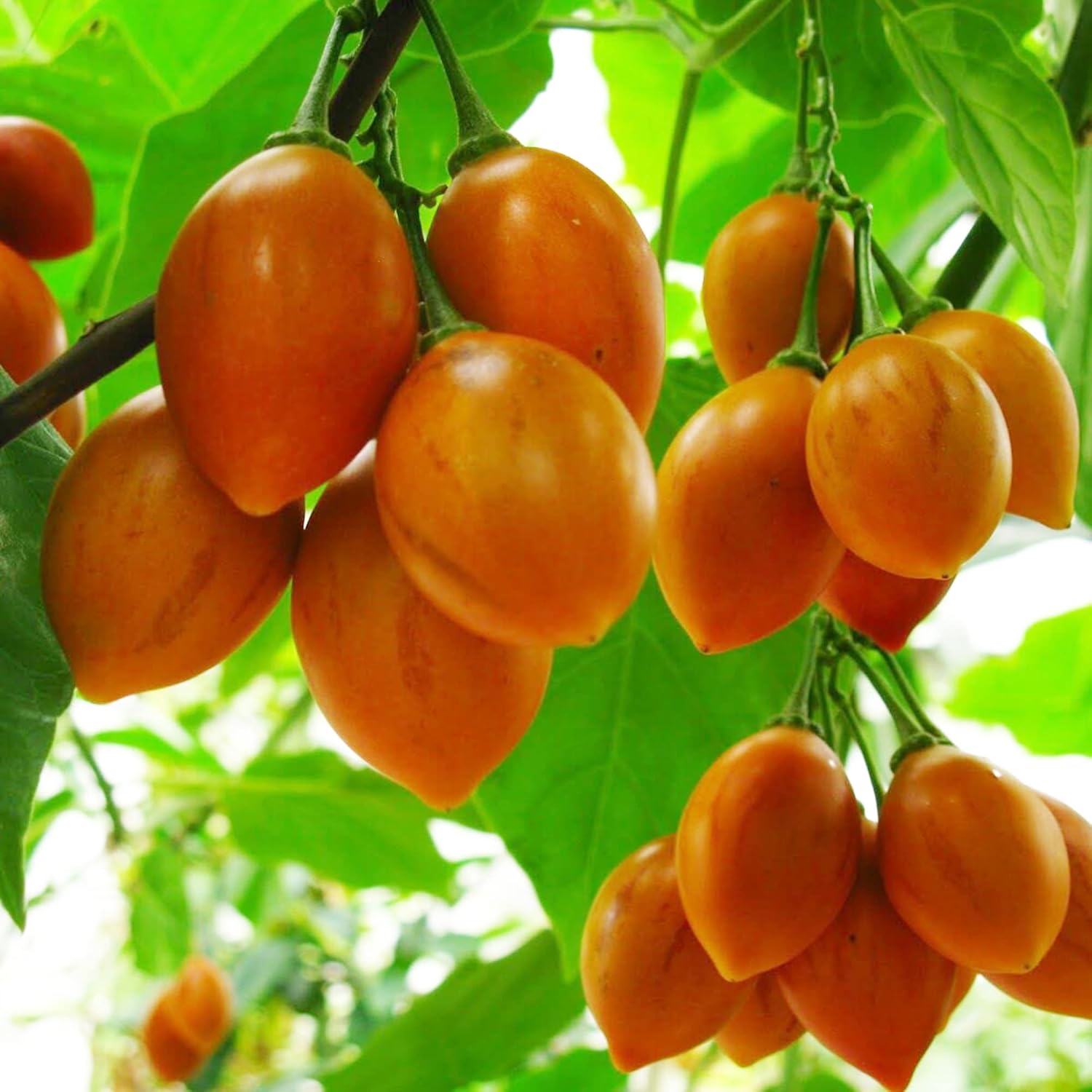 Solanum Betaceum Seeds (Tree Tomato, Tamarillo) - Perennial Herbaceous Shrub, Self-Pollinating, Outdoor Patio Fruit & Berries - 10 Pieces