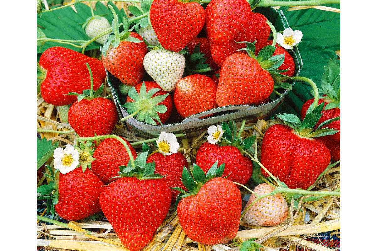 Monterey Strawberry Seeds for Planting – Everbearing, Sweet & High-Yield Berries