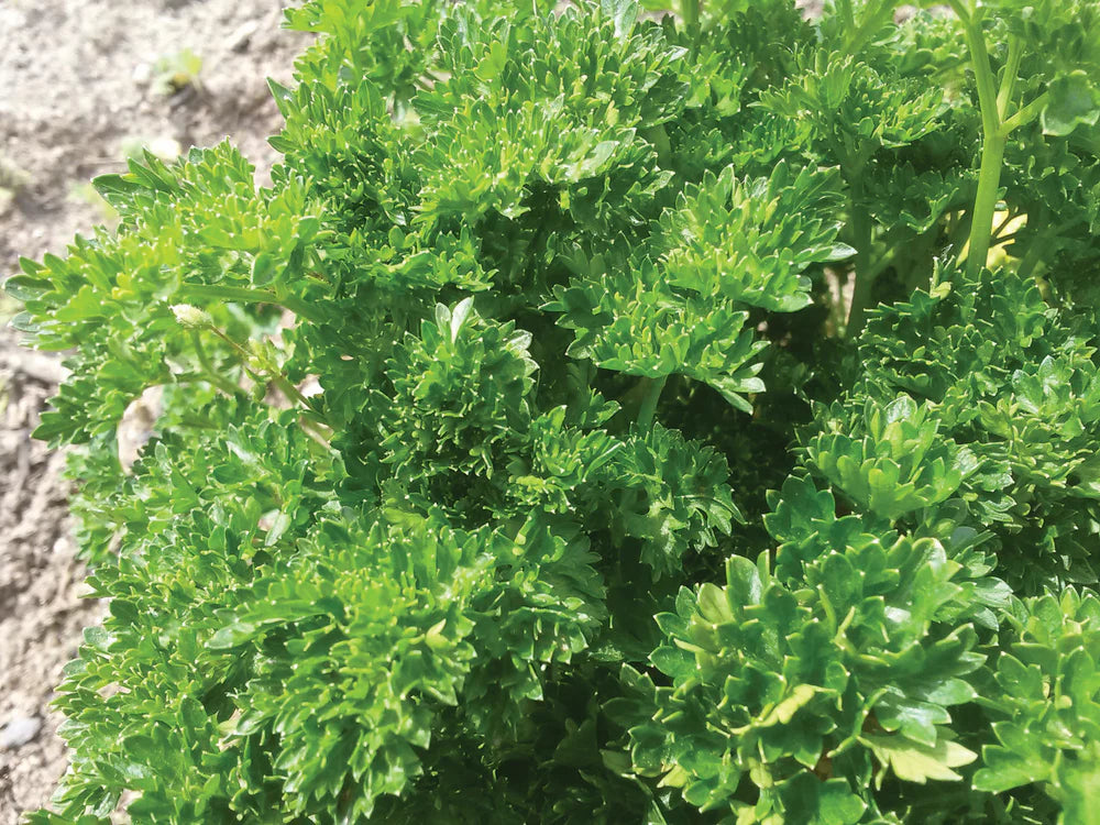 Triple Curled Parsley Seeds – Heirloom, Non-GMO, Fast-Growing Herb for Culinary & Garden Use