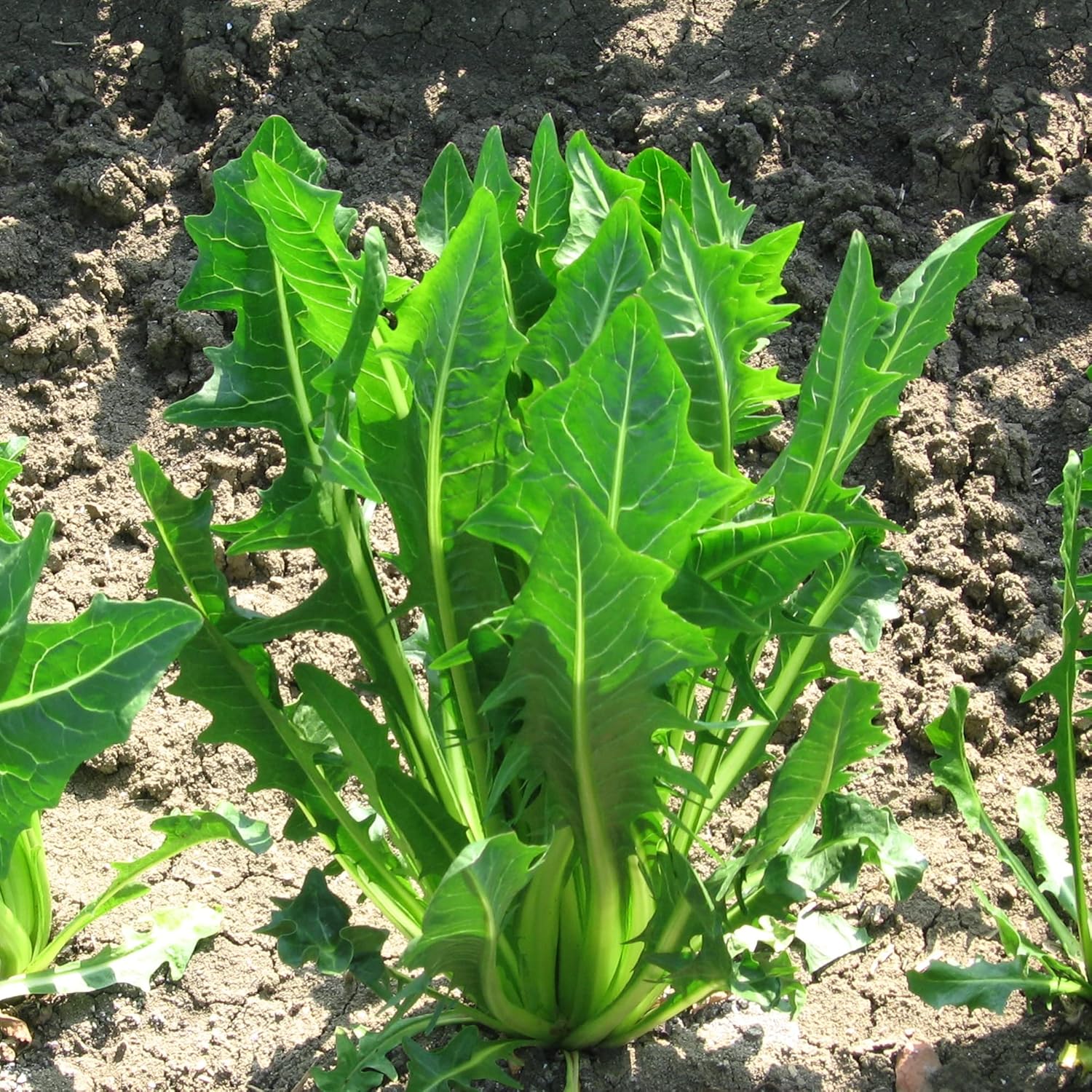 Italian Dandelion & Chicory Seeds - Heirloom, Annual, Fast Growing for Culinary & Vegetable Gardens - 600 Pieces