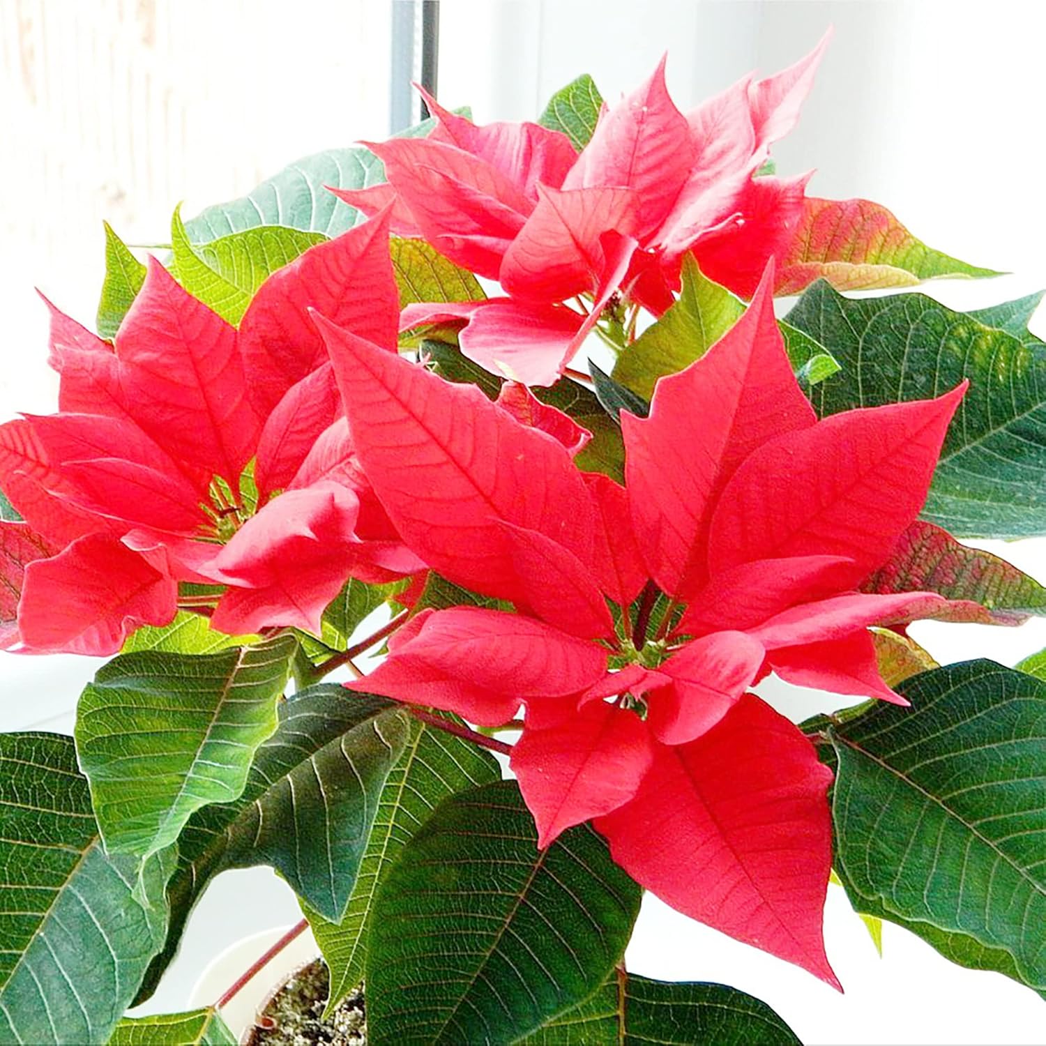 Poinsettia Seeds - Christmas Star Perennial, Drought-Tolerant, Ideal for Landscape, Hedges, Screens, Patio, Indoor & Outdoor Container - 100 Pcs