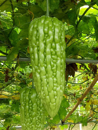 Taiwan Large Bitter Gourd Seeds – Premium Heirloom Variety for Bountiful Harvests