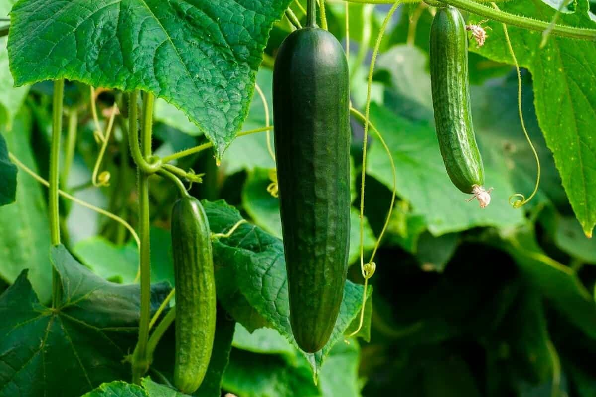 Tendergreen Cucumber Seeds – High-Yield, Smooth Skin, Heirloom Variety