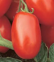 Viva Italia Tomato Seeds – High-Yield, Flavorful Paste Tomatoes