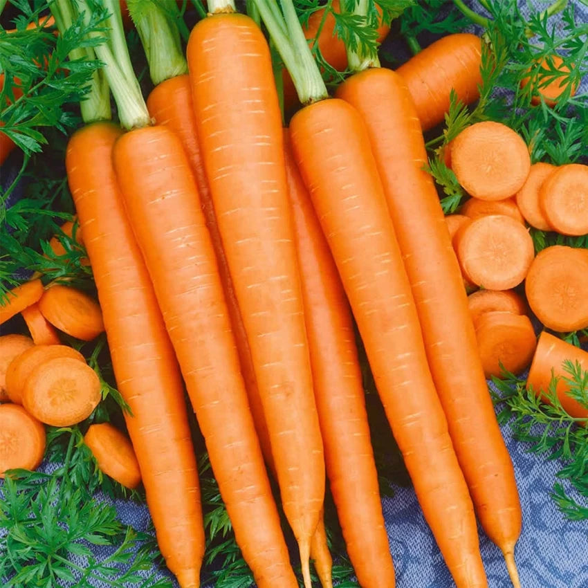 Tendersweet Carrot Seeds – Heirloom, Sweet & Crisp - Grow Fresh Carrots