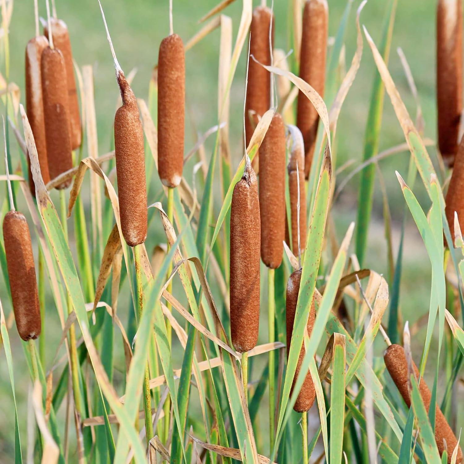 Graines de quenouilles pour la plantation Typha Latifolia Plante ornementale vivace à croissance rapide pour étangs et jardins marécageux