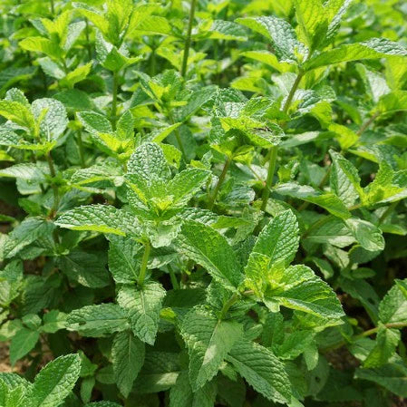 Spearmint (Mentha spicata) Seeds – Aromatic Herb for Planting, Fresh Garden Mint, Non-GMO, Easy to Grow, Perennial Herb for Tea, Cooking & Wellness