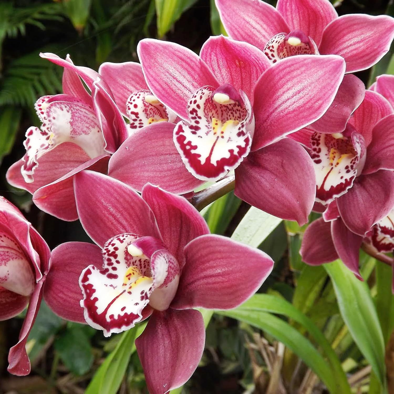 Cymbidium-Orchideensamen – Bootsorchidee, immergrüne Staude, zieht Bienen an, ideal für Anfänger, Zimmerpflanze im Container