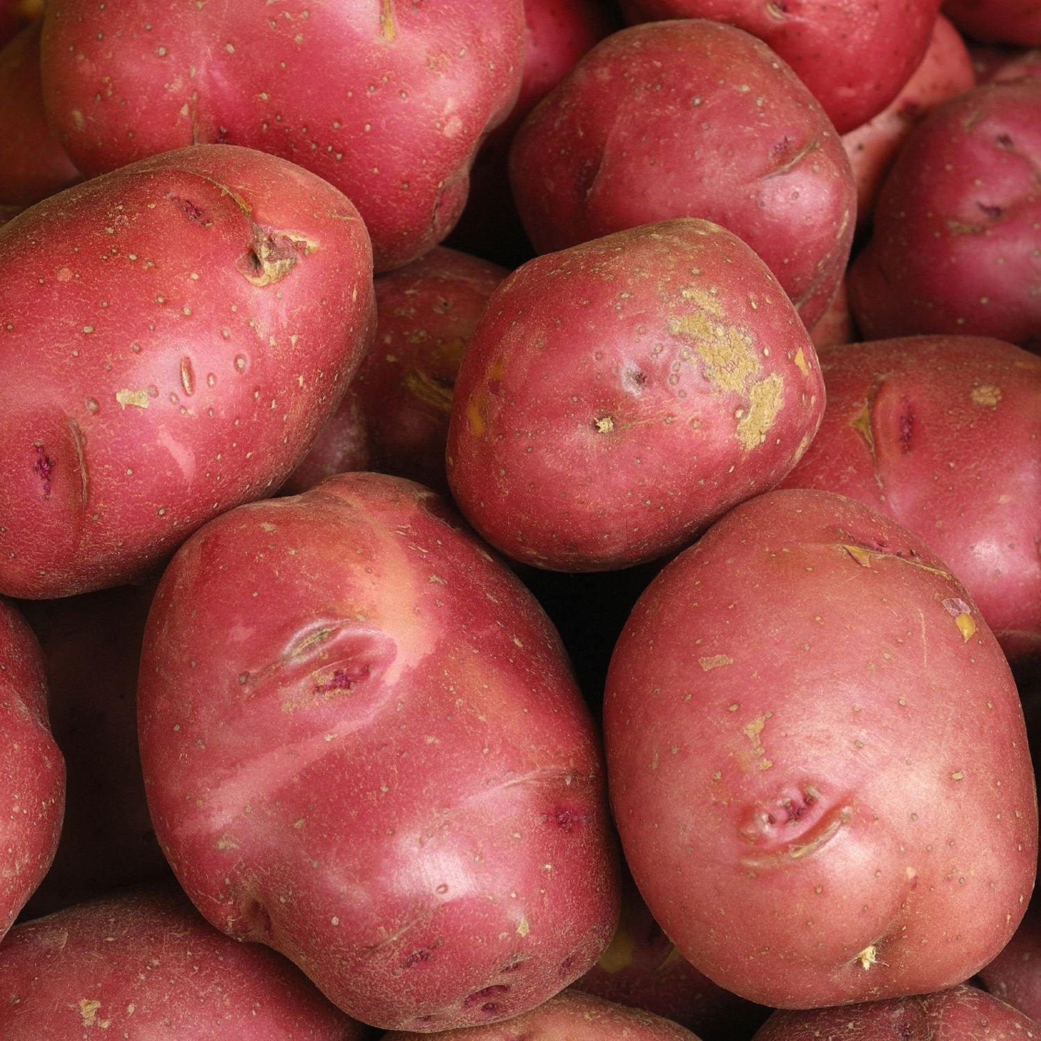 Rooster Red Potato Vegetable Seeds, Cultivate Delicious and Vibrant Additions to Your Garden with Expert Tips on Growing