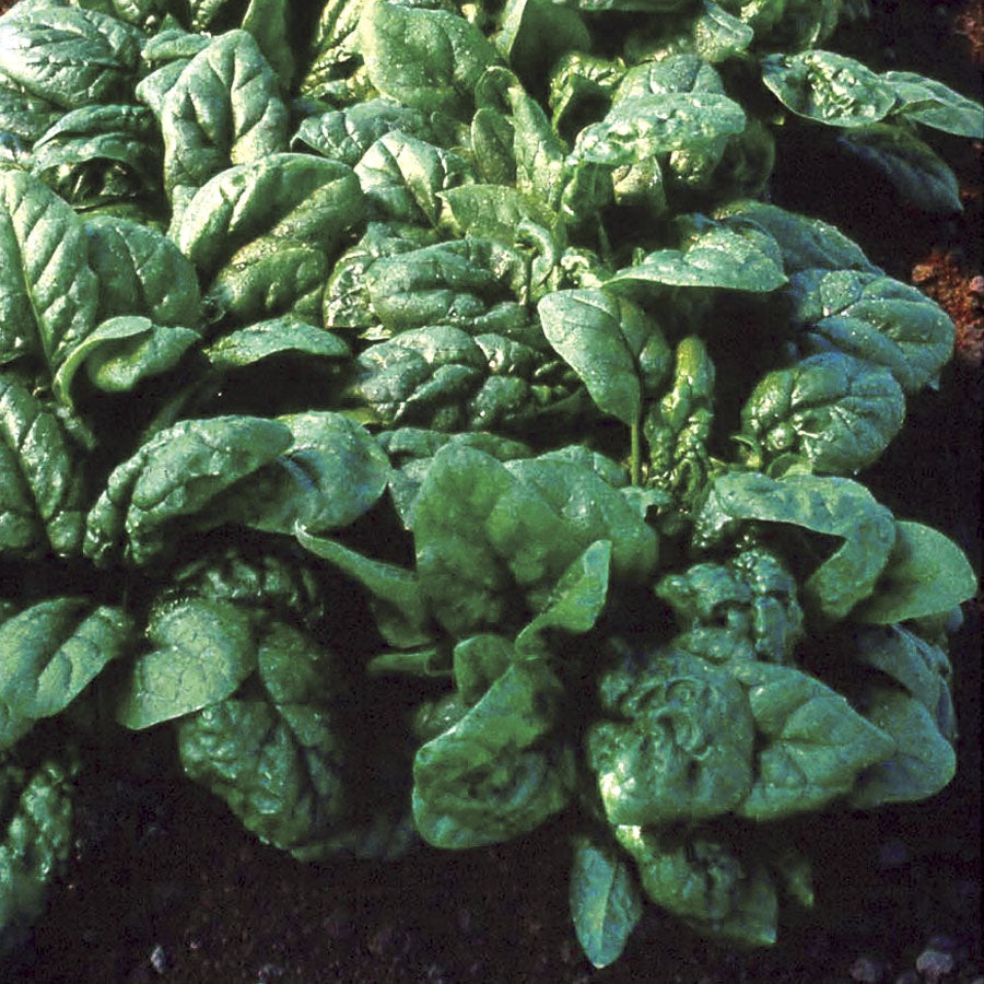 Tyee Spinach Seeds – High-Quality Heirloom Varieties for Thriving Home Gardens