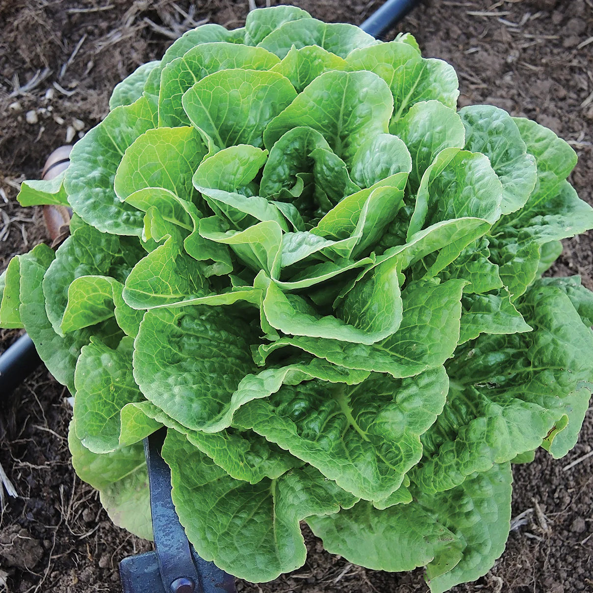 Winter Density Lettuce Seeds – Hardy, Crisp & Compact Romaine for Year-Round Growing