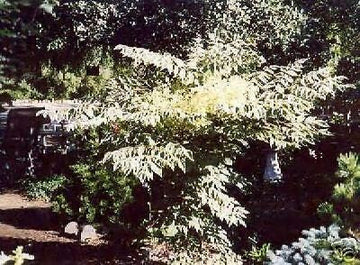 100pcs White Aralia elata Tree Seeds, White Aralia elata Seeds Pack of 100, New Fresh 100pcs White Aralia elata Seeds Generic