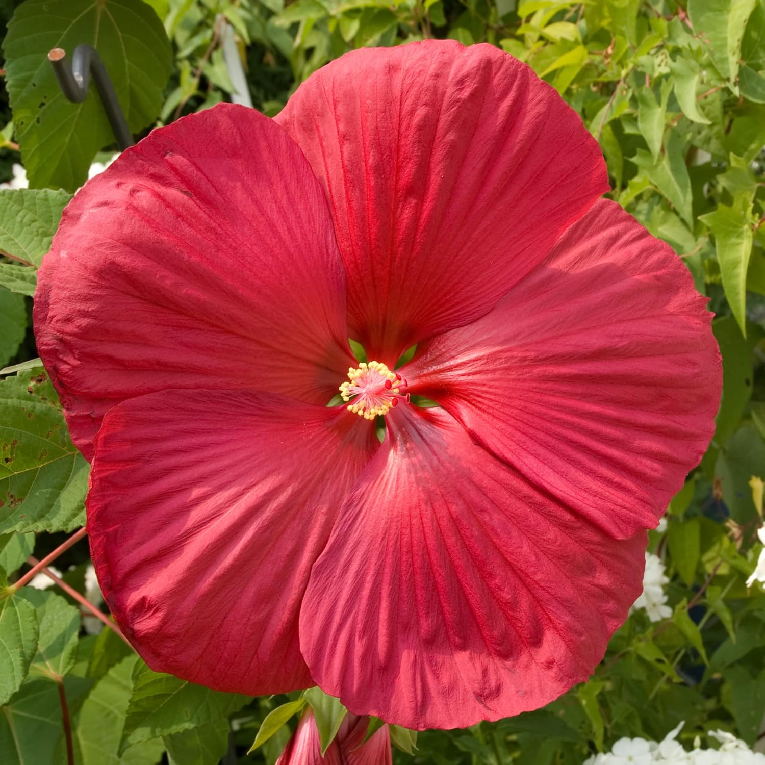 Red Dinner Plate Hibiscus Flower Seeds – Huge 10-12 Inch Blooms, Perennial (15+ Seeds)