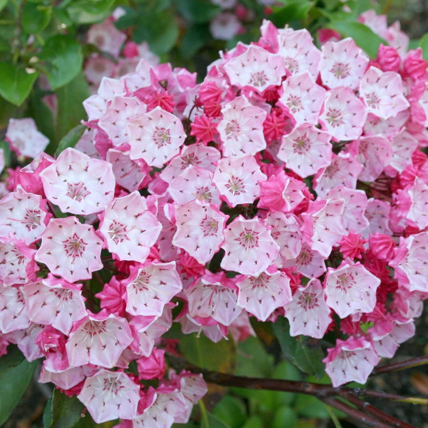 Mountain Laurel Seeds (Kalmia Latifolia) – Flowering Evergreen Shrub with Showy Flowers & Glossy Foliage, Attracts Pollinators – 50 Pieces