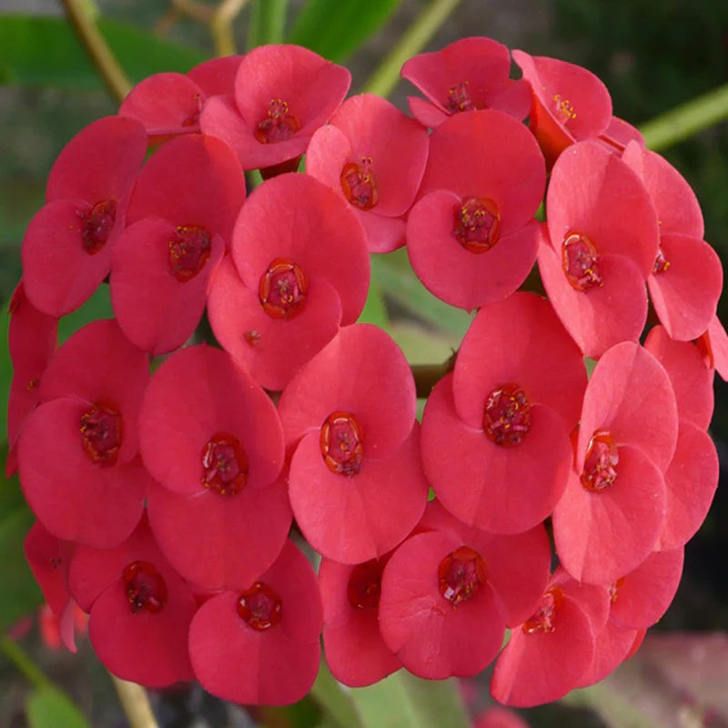 "Cactus Euphorbia Milii Flower Seeds, Planting - 100 pcs" - Flower seeds