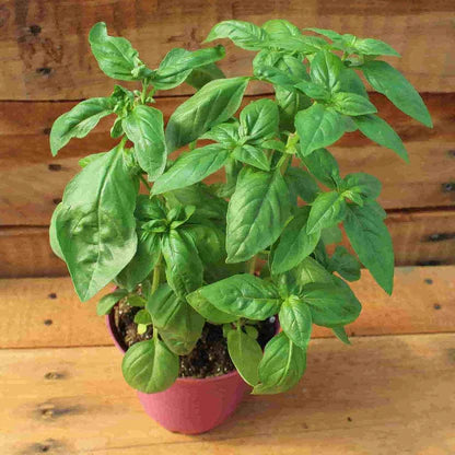 Sweet Basil Seeds for Planting – Premium Organic Herb Seeds, Non-GMO, Fast-Growing Culinary Basil for Garden & Kitchen