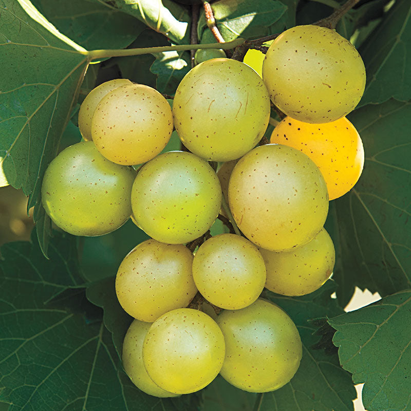 Riesige SCUPPERNONG weiße Muskat-Weinrebensamen - 5 Stück