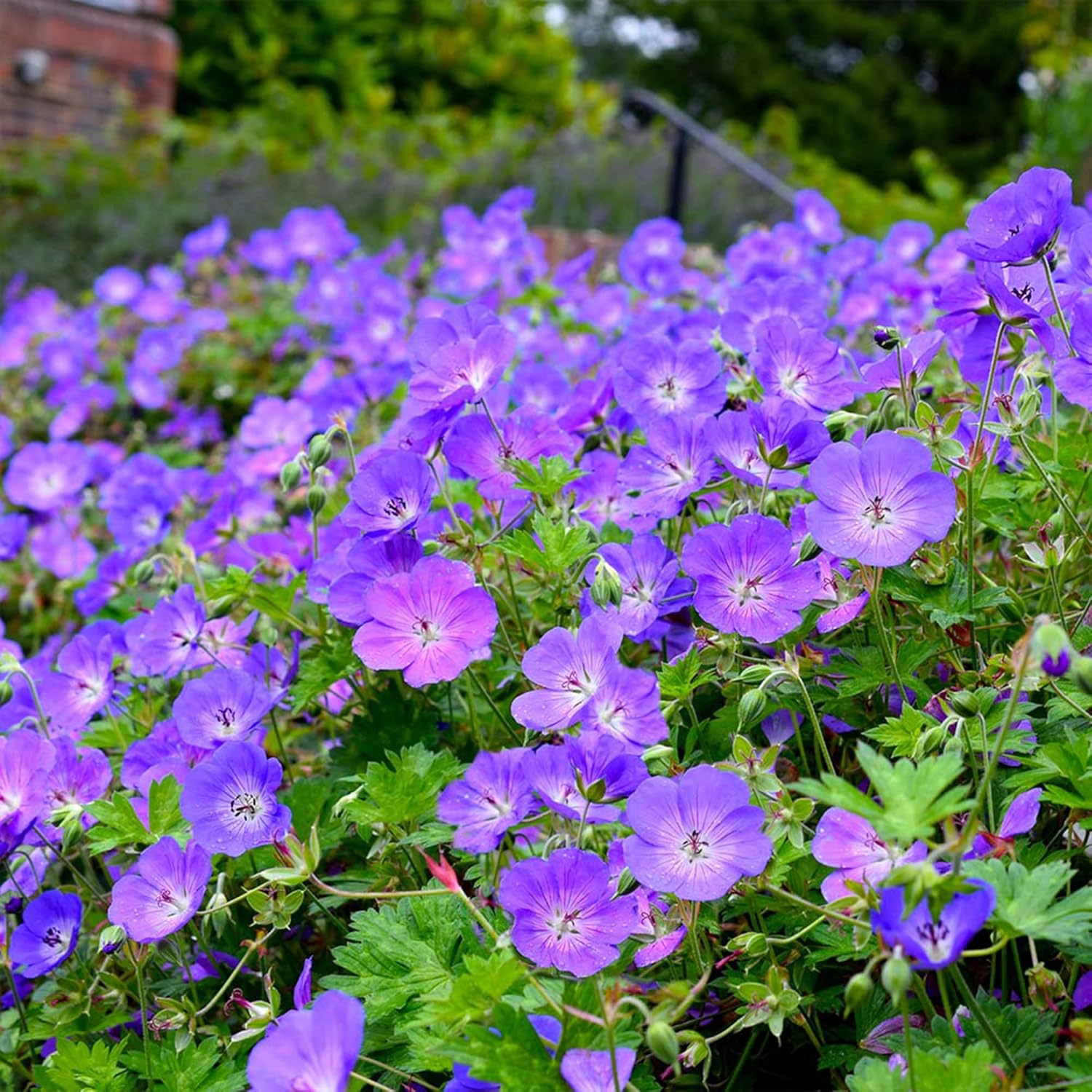 Geranium 'Rozanne' Seeds - Perennial, Long Blooming Period, Attracts Bees & Butterflies, Low Maintenance Ground Cover - 55 Pcs