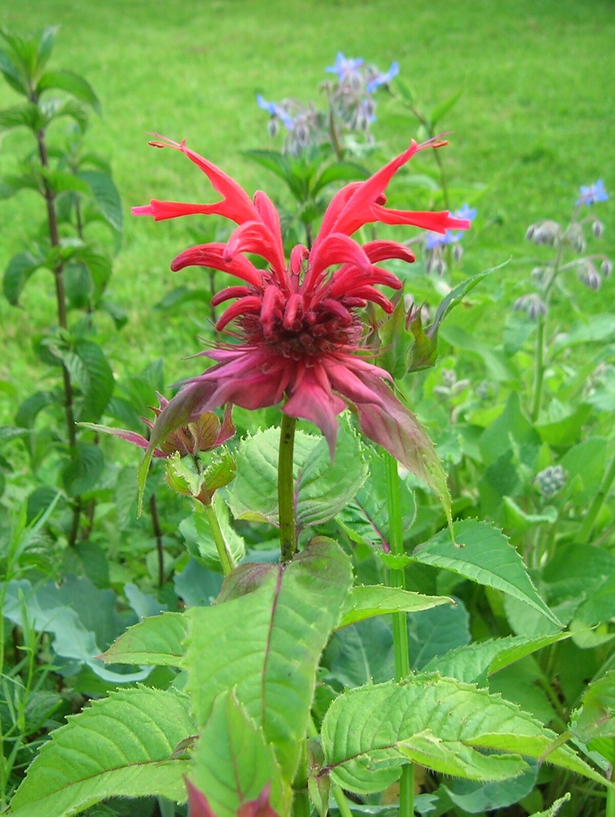 Monarda Didyma Bergamotte Samen für lebhafte Gartenliebhaber