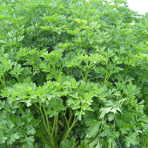 Titan Parsley Seeds – Premium Quality, Fast-Growing, Heirloom Herb for Culinary & Garden Planting