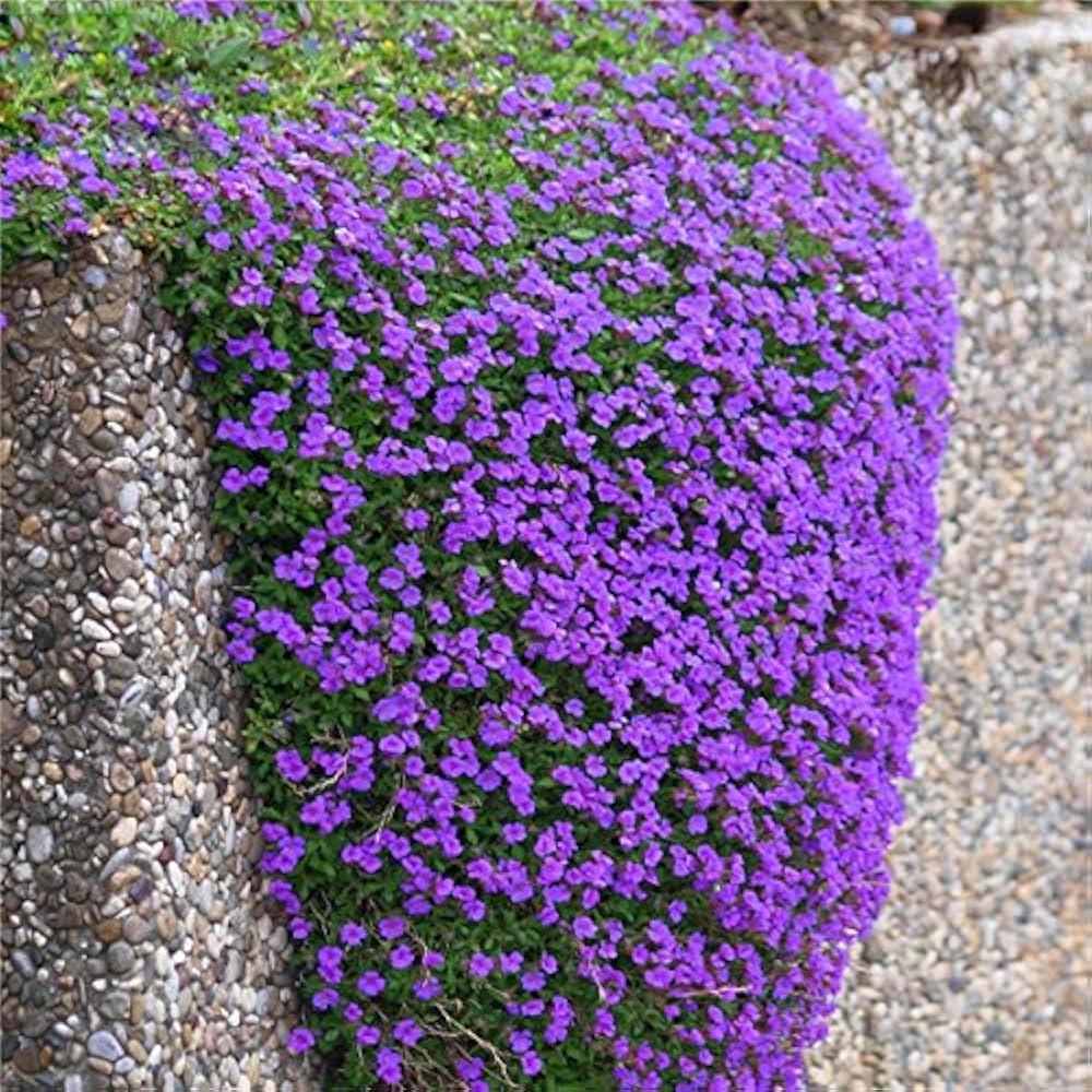 Rainbow Creeping Thyme Blue Rock Cress - Perennial Ground Cover Flower for Home Garden, 200 Pcs (12 Colors)