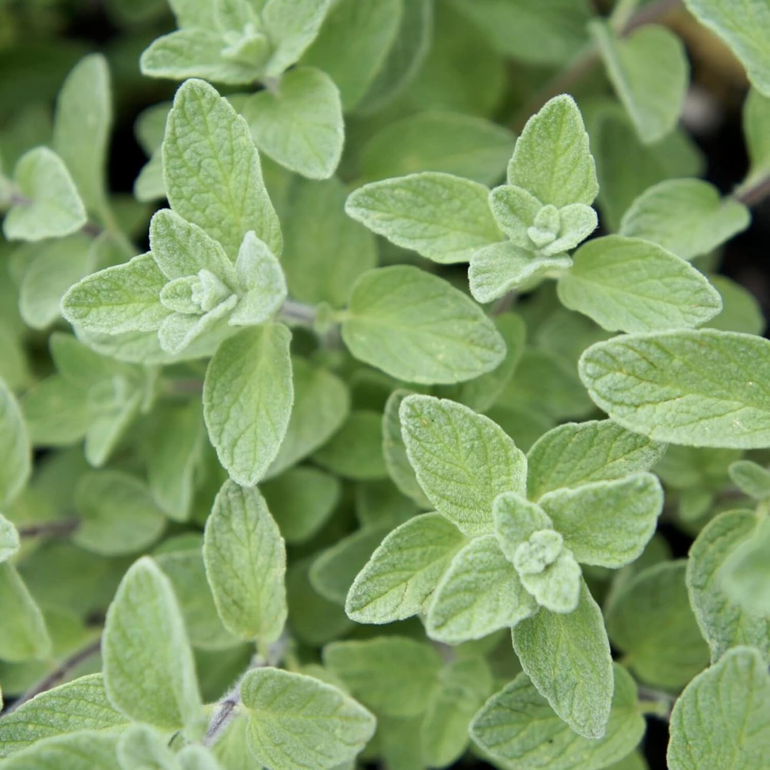 Wild Zaatar Oregano Seeds (Origanum Syriacum) - Lebanese Perennial Herb for Culinary & Garden