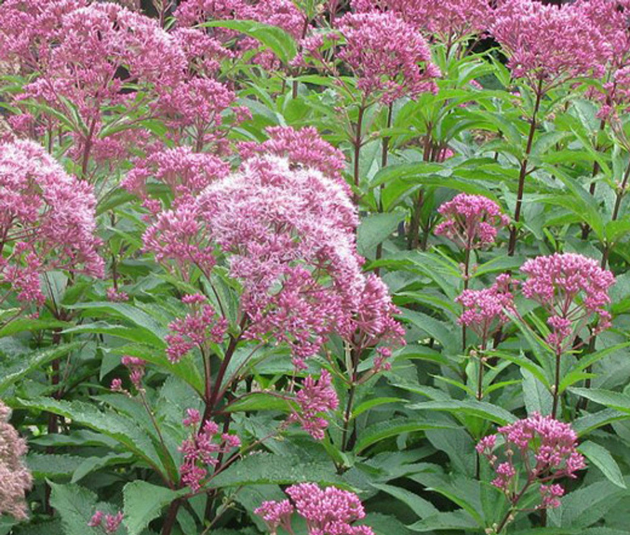 Mixed Colors Joe Pye Weed (Eupatorium Maculatum) Flower Seeds - 50 Pieces