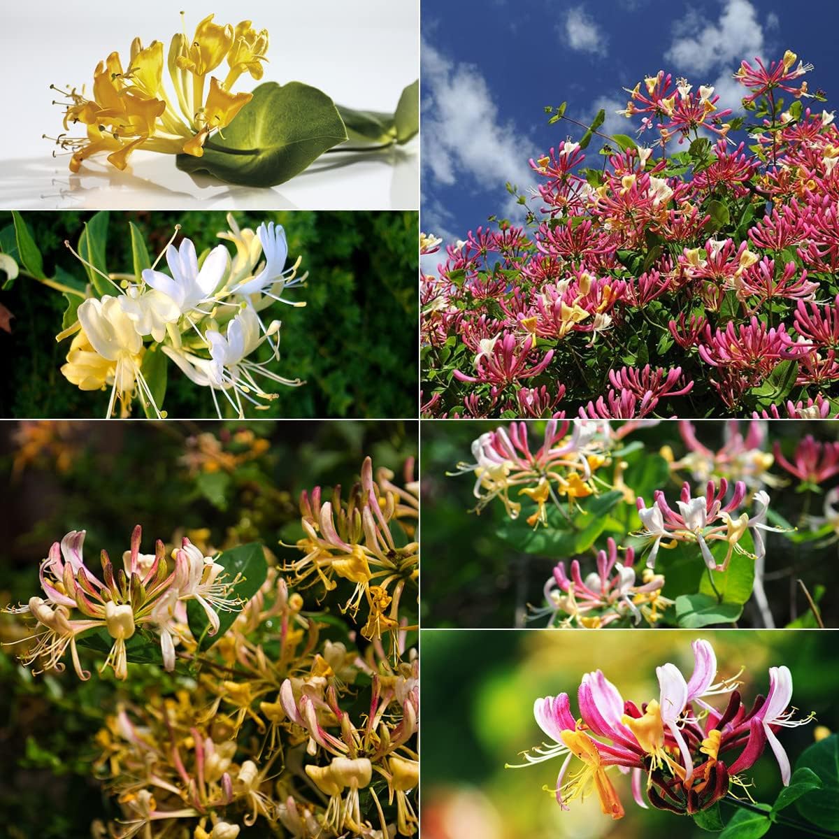 Mixed Honeysuckle Seeds - Fragrant Cloud & Major Wheeler Honeysuckle Vine - 1000Pcs