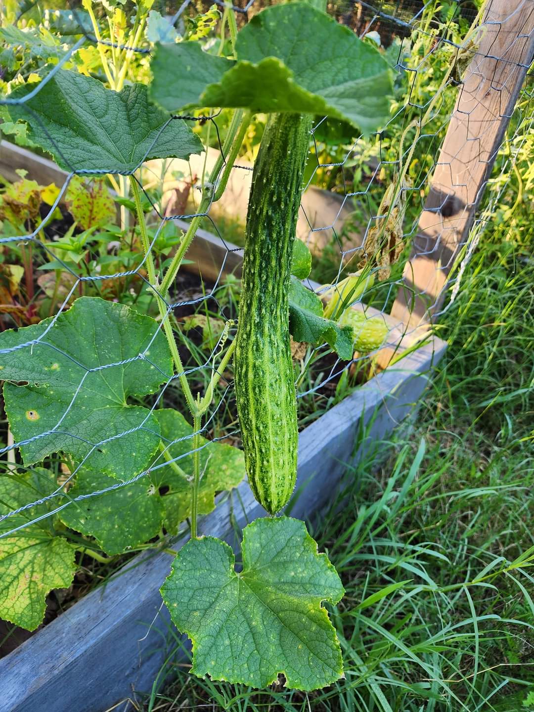 Suyo Long Cucumber Seeds – Heirloom, Burpless & Crisp - High-Yield & Easy to Grow