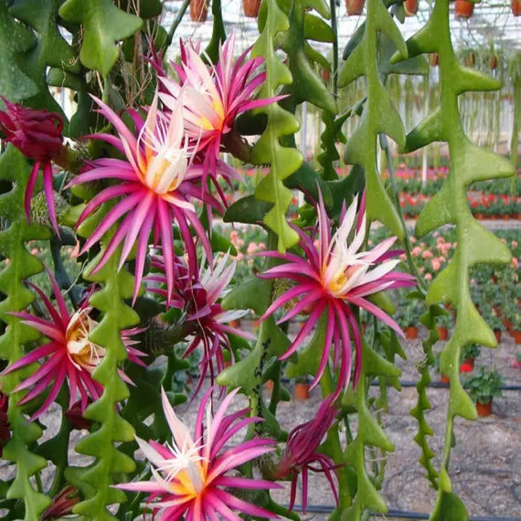 Fischgrätenkaktussamen (Epiphyllum Anguliger) – Einzigartige hängende Zickzack-Pflanzung